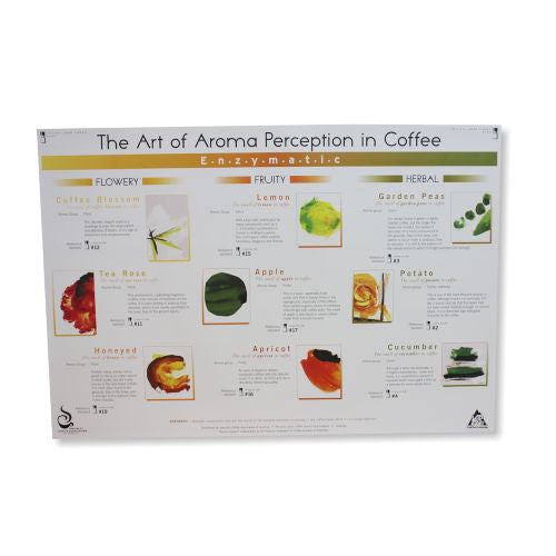 Art Of Aroma Enzymatic Poster - SCAA